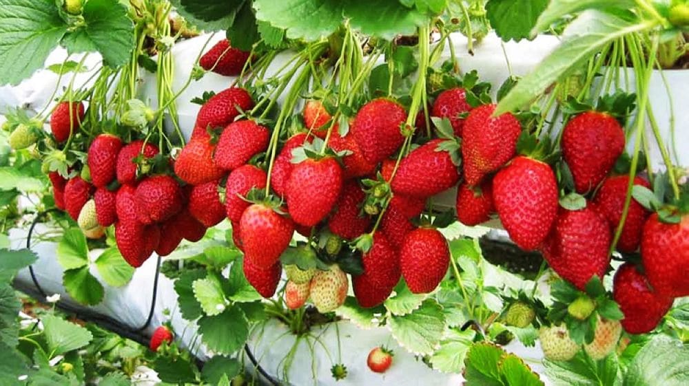 Ghé thăm Đà Lạt, du khách không chỉ được trải nghiệm cảnh sắc thơ mộng mà còn có cơ hội tận hưởng những thức quà tinh túy từ vùng đất cao nguyên